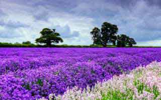 收藏级教程：吃瓜爆料——AI鉴谣怎么用？别让情绪害了你